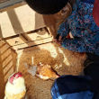 Hühner, Hasen und ein Lämmchen